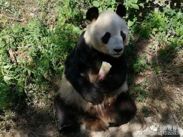 大熊猫|惜别！28岁高龄，因病离世
