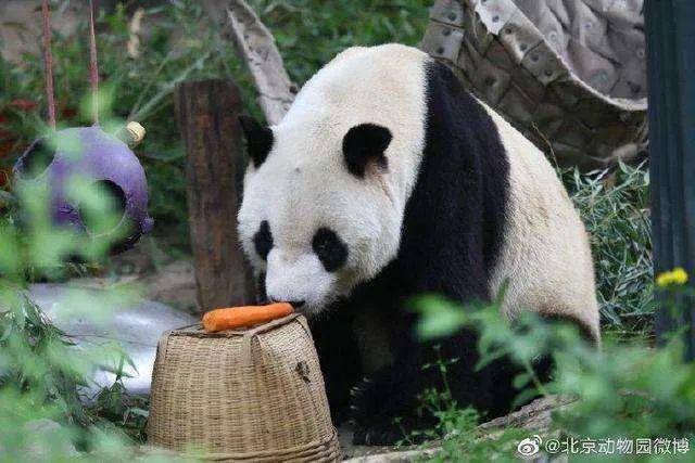 大熊猫|惜别！28岁高龄，因病离世