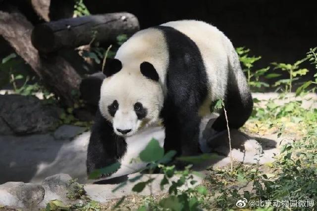 大熊猫|惜别！28岁高龄，因病离世