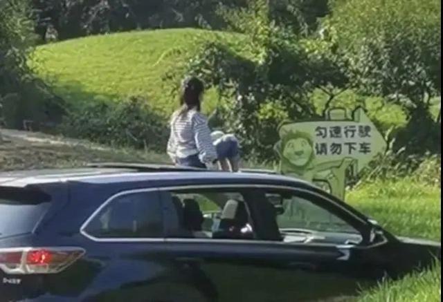 动物|北京野生动物园内，女孩坐车顶游园