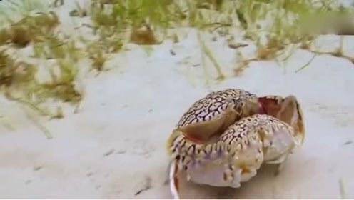 馒头蟹|动物界的老王：馒头蟹，为什么村民在海边捕获的馒头蟹都会扔掉？