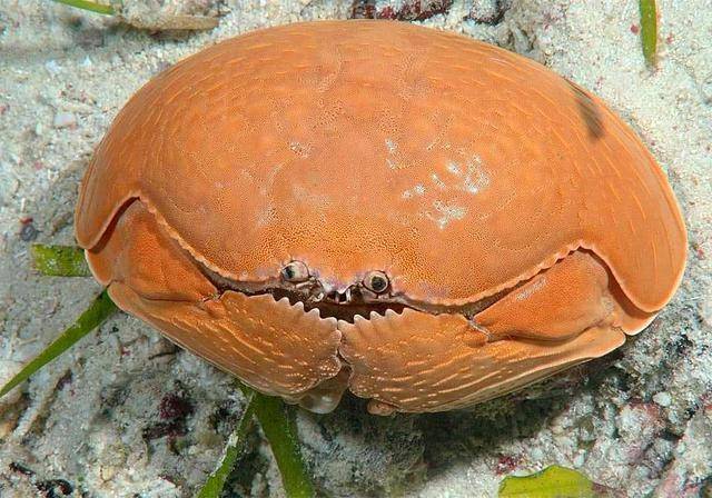 馒头蟹|动物界的老王：馒头蟹，为什么村民在海边捕获的馒头蟹都会扔掉？