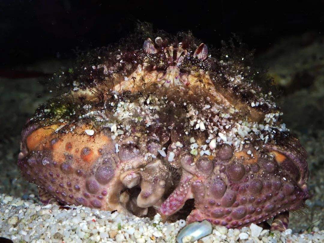 馒头蟹|动物界的老王：馒头蟹，为什么村民在海边捕获的馒头蟹都会扔掉？