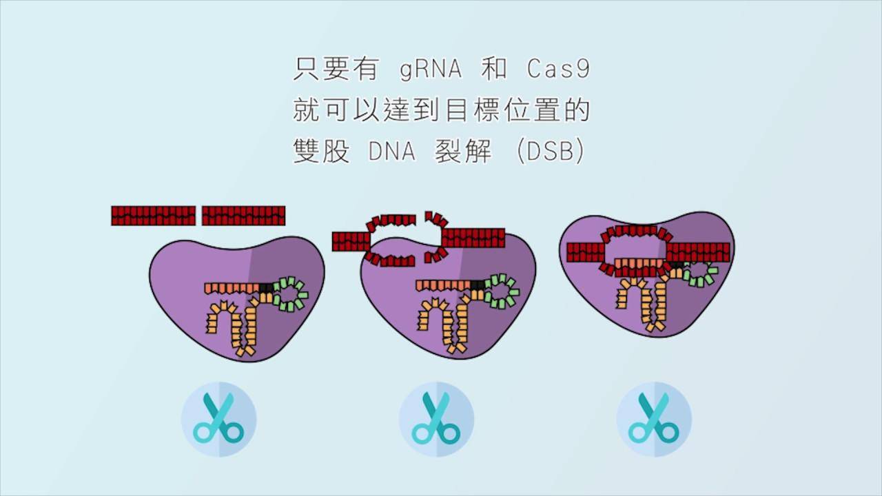 科学|科学家耗费6年时间，成功让动物“喜当爹”，这是怎么回事？