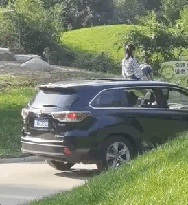 老虎|女孩坐车顶游览北京野生动物园 网友：给老虎送餐？