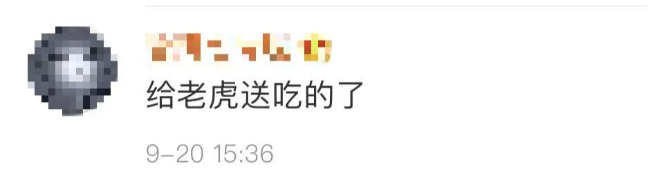 老虎|女孩坐车顶游览北京野生动物园 网友：给老虎送餐？