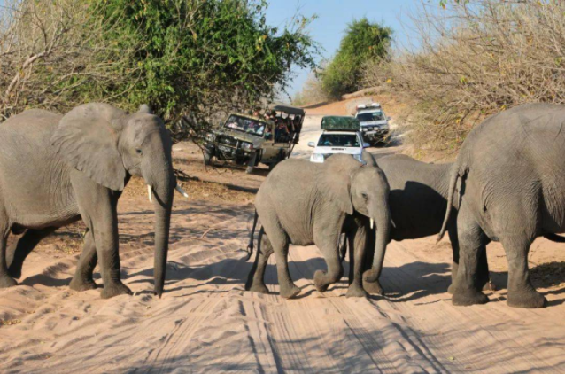 大象|数百头非洲象离奇死亡终“破案”！