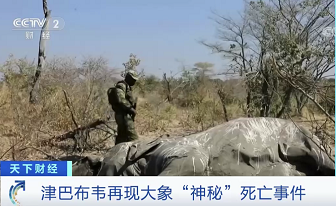 大象|数百头非洲象离奇死亡终“破案”！