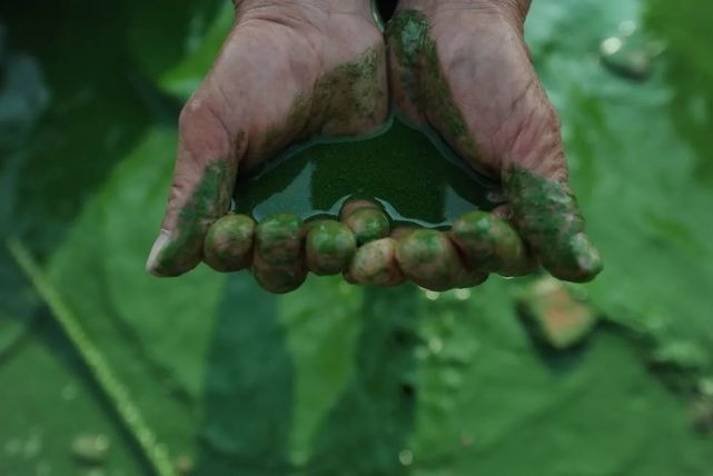 大象|数百头非洲象离奇死亡终“破案”！