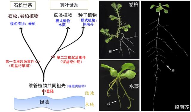 植物|根的进化：植物征服陆地的武器