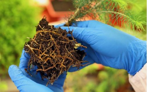 植物|根的进化：植物征服陆地的武器