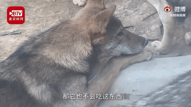 动物|女子北京动物园喂狼吃草，拉黑