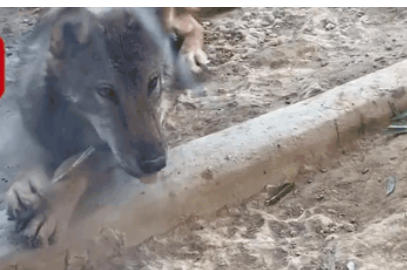 北京动物园|北京动物园最新通报：带着孩子喂狼吃草的家长已被列入黑名单