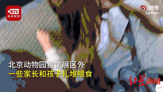 动物|动物园喂狼吃草女子被列“黑名单”引热议 专家:并非因喂了什么,而是不应自行投喂