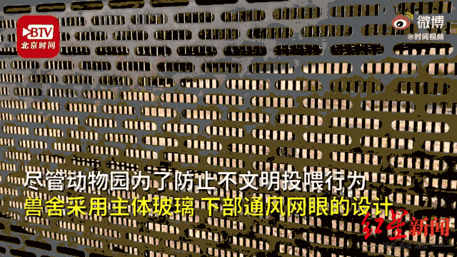 动物|动物园喂狼吃草女子被列“黑名单”引热议 专家:并非因喂了什么,而是不应自行投喂