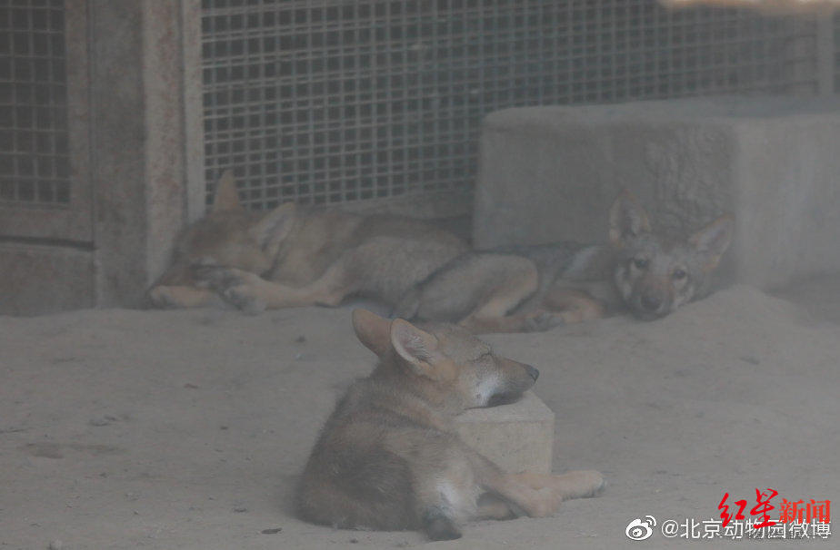 动物|动物园喂狼吃草女子被列“黑名单”引热议 专家:并非因喂了什么,而是不应自行投喂