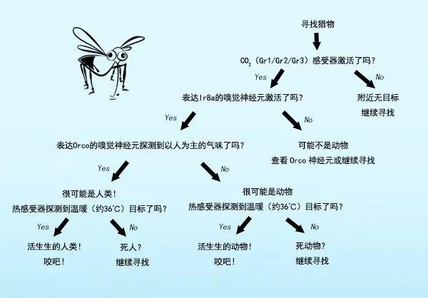 脚臭|想避免被蚊子咬，你需要一个脚臭的朋友？