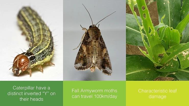 农产品|草地贪夜蛾要“自行毁灭”了？这种“幺蛾子”DNA已被破解