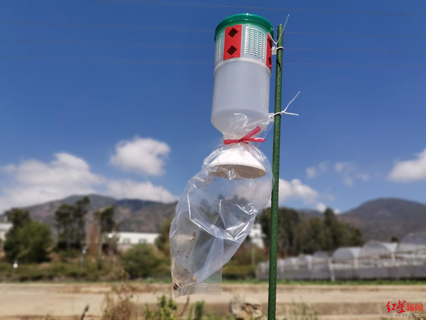 农产品|草地贪夜蛾要“自行毁灭”了？这种“幺蛾子”DNA已被破解