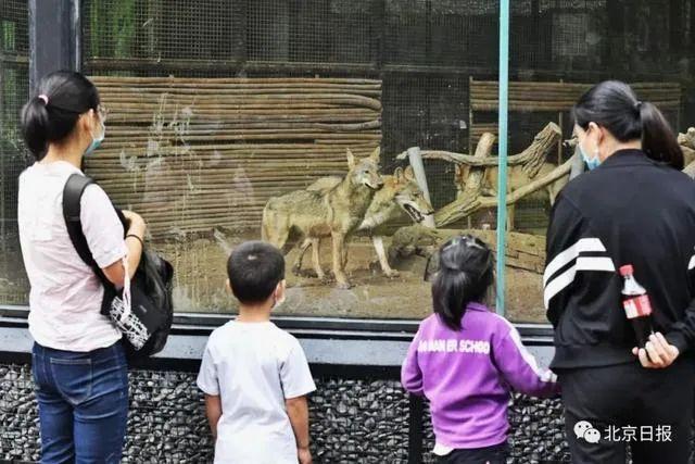 动物|游客给狼喂草被拉黑,动物园小题大做?