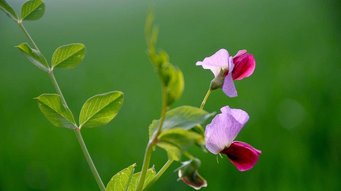 科学|回交是什么育种方式?为什么人们会反对应用在动物上?
