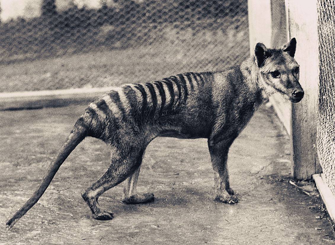 科学|回交是什么育种方式?为什么人们会反对应用在动物上?