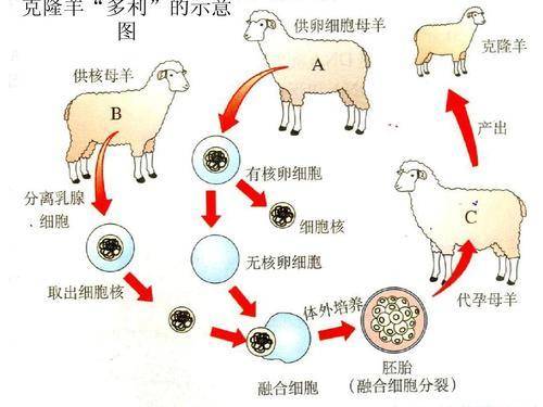 科学|回交是什么育种方式?为什么人们会反对应用在动物上?
