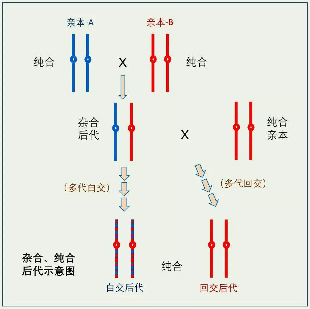 科学|回交是什么育种方式?为什么人们会反对应用在动物上?