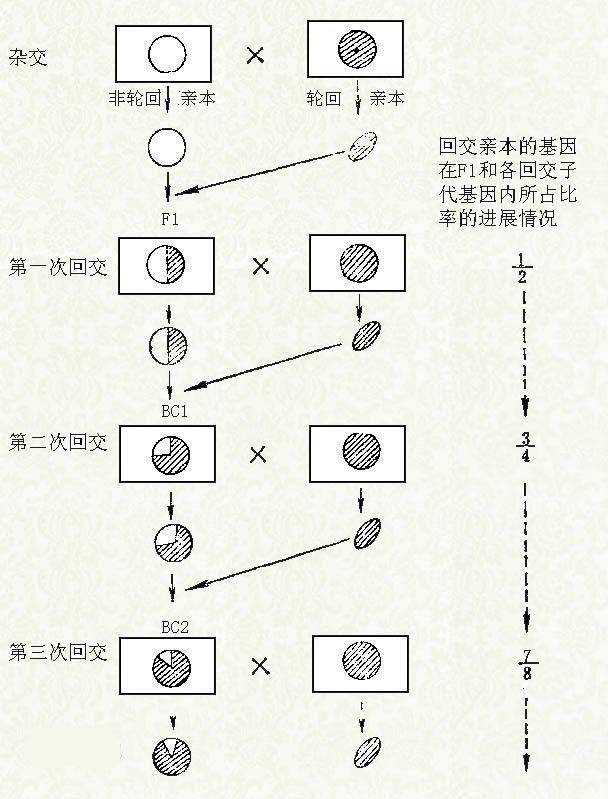 科学|回交是什么育种方式?为什么人们会反对应用在动物上?