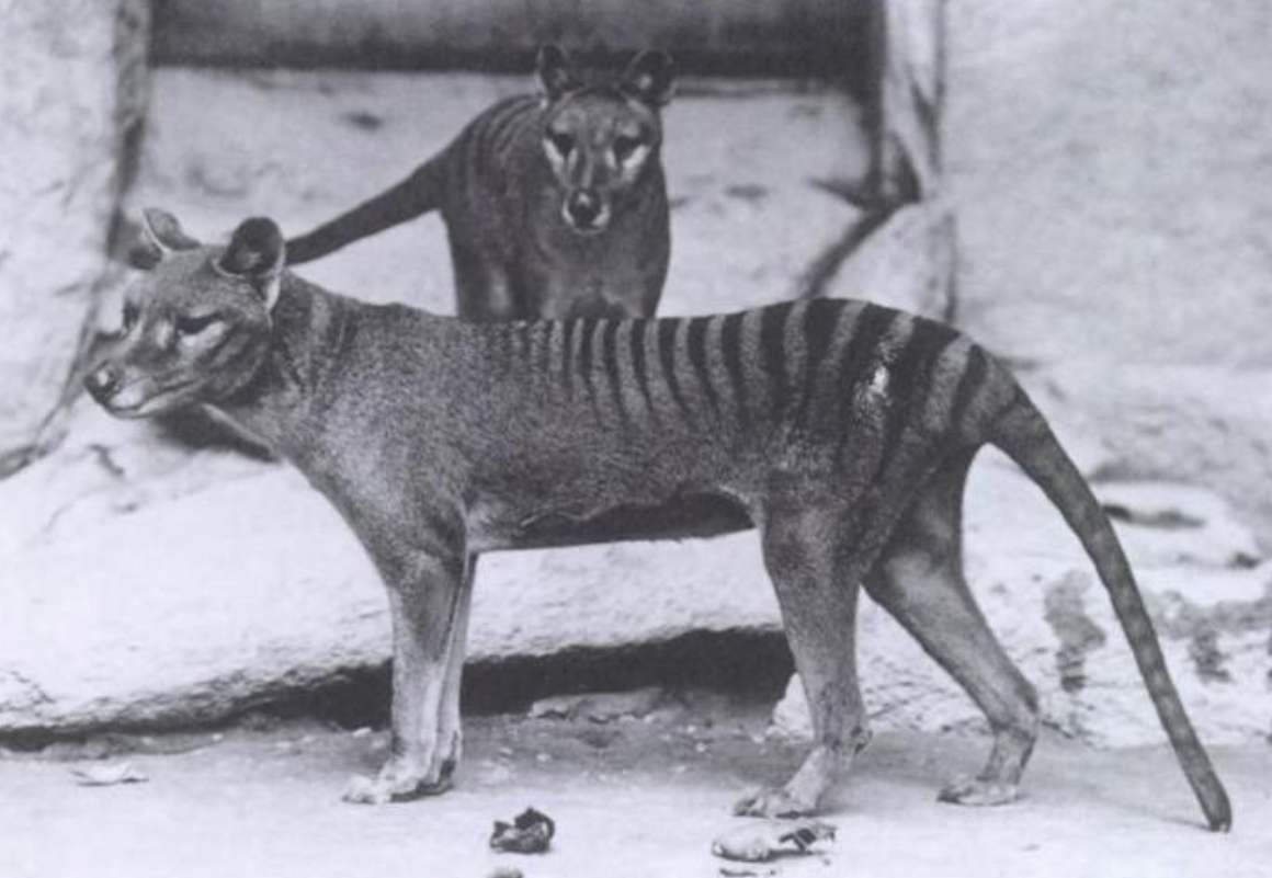 科学|回交是什么育种方式?为什么人们会反对应用在动物上?