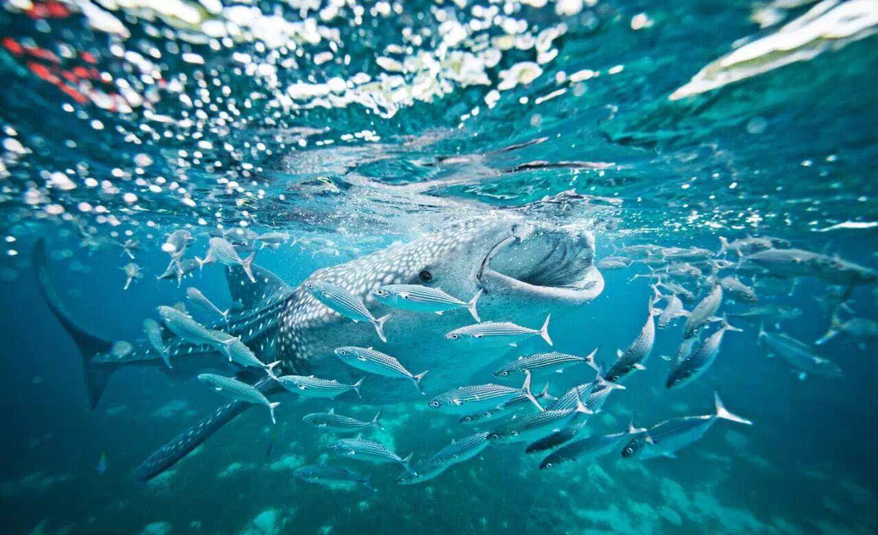 藤壶|为什么鲸鲨没有藤壶寄生，蓝鲸身上却密密麻麻都是藤壶、鲸虱？