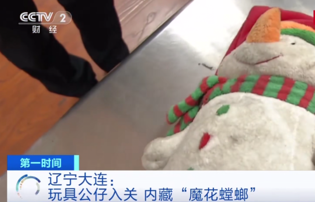 外来物种|玩具内藏4000只虫卵,外来物种正在你身边悄悄繁衍。|百家故事