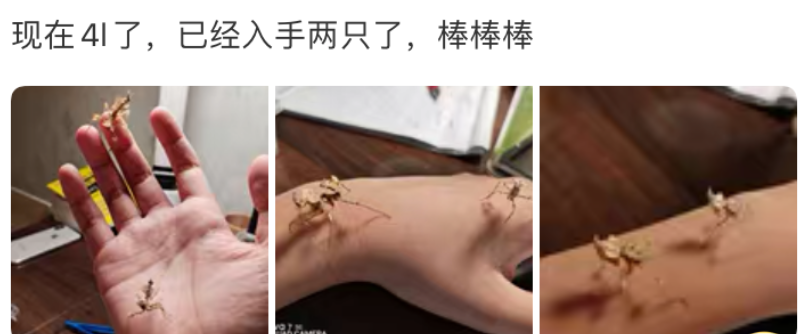 外来物种|玩具内藏4000只虫卵,外来物种正在你身边悄悄繁衍。|百家故事