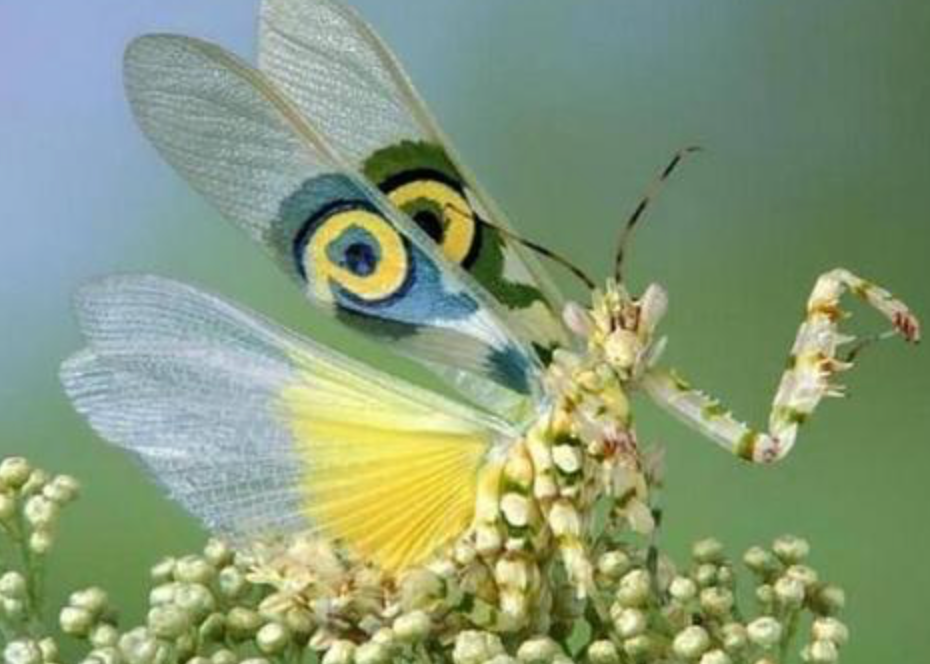 外来物种|玩具内藏4000只虫卵,外来物种正在你身边悄悄繁衍。|百家故事