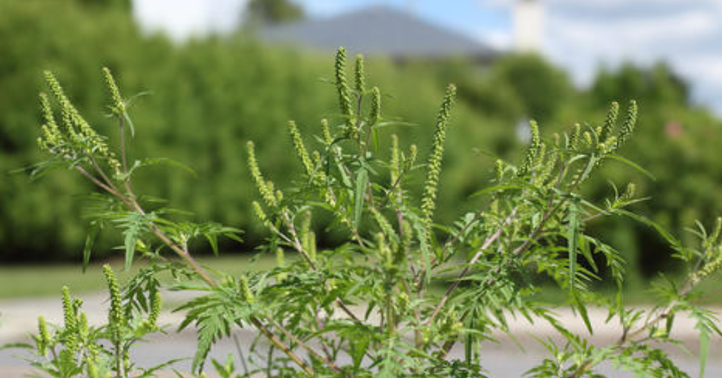 外来物种|玩具内藏4000只虫卵,外来物种正在你身边悄悄繁衍。|百家故事