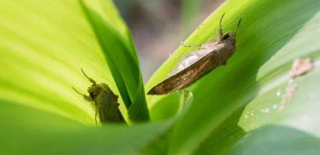 外来物种|玩具内藏4000只虫卵,外来物种正在你身边悄悄繁衍。|百家故事