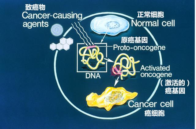 乳腺癌|我听见赞誉来自人海，我排着队拿着诺奖的号码牌