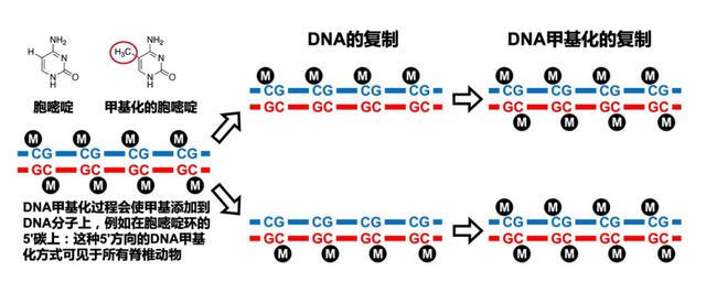 乳腺癌|我听见赞誉来自人海，我排着队拿着诺奖的号码牌