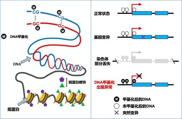 乳腺癌|我听见赞誉来自人海，我排着队拿着诺奖的号码牌