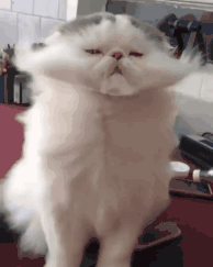 推荐|朱广权今年的秋裤段子来得有点早，网友：这是第几个手语老师了？