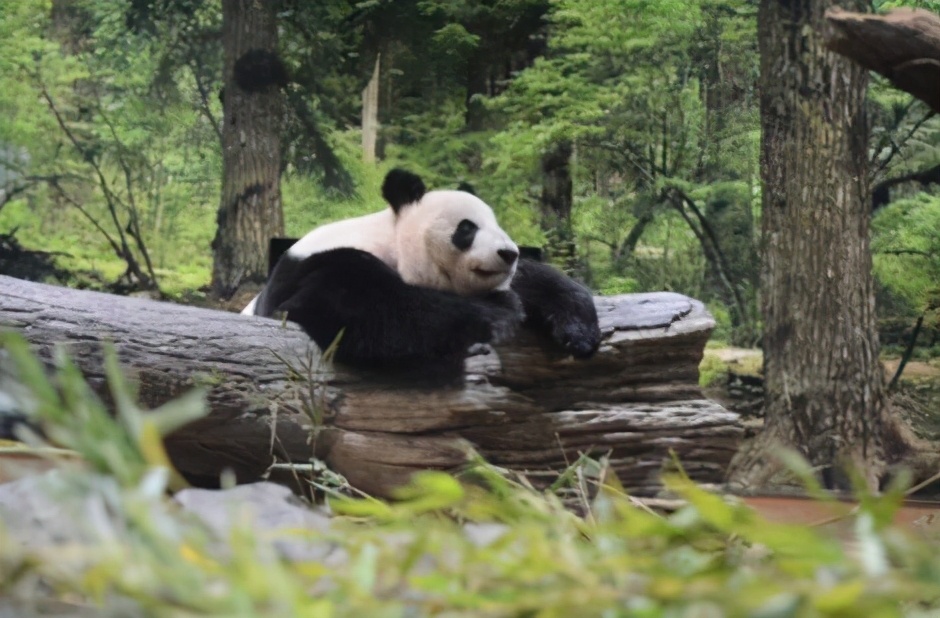大熊猫|3只旅日熊猫租借期将满,日本东京请求延期