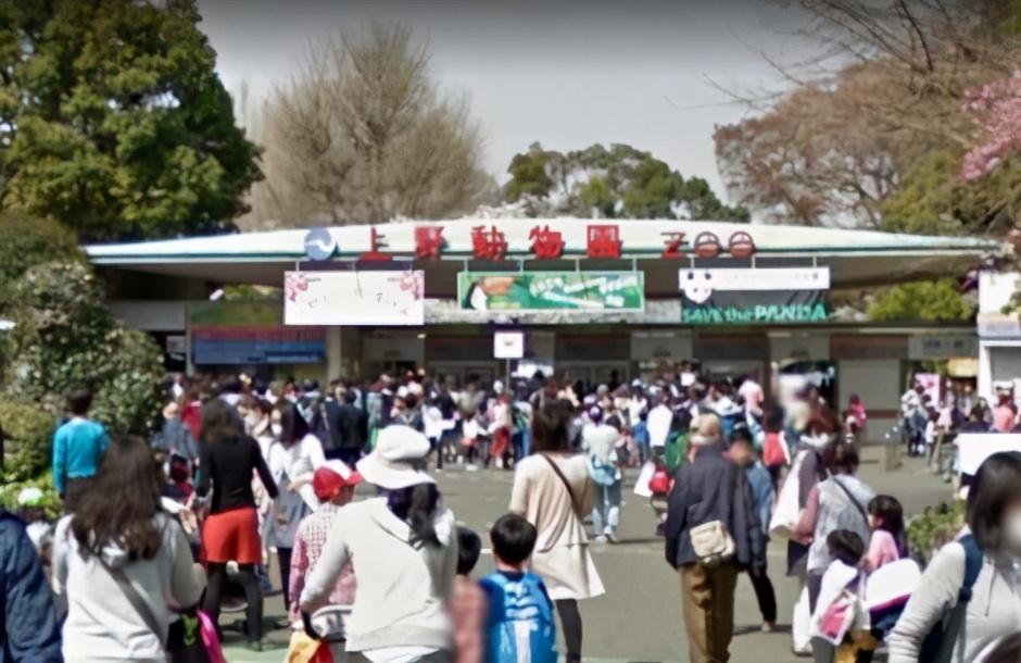 大熊猫|3只旅日熊猫租借期将满,日本东京请求延期