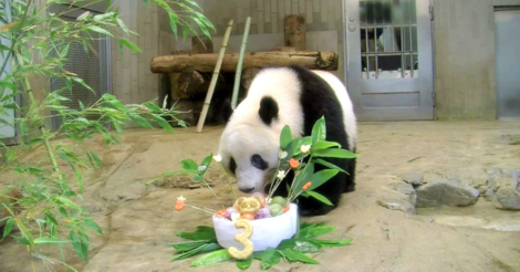 大熊猫|3只旅日熊猫租借期将满,日本人急死了