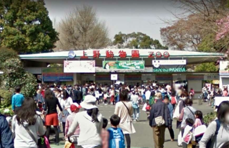 大熊猫|3只旅日熊猫租借期将满,日本人急死了