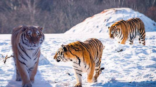 剑齿虎|只要在牛屁股上画眼睛，狮子就不敢攻击牛，这是怎么回事？