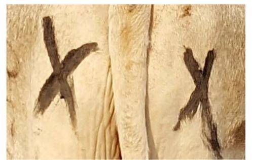 剑齿虎|只要在牛屁股上画眼睛，狮子就不敢攻击牛，这是怎么回事？