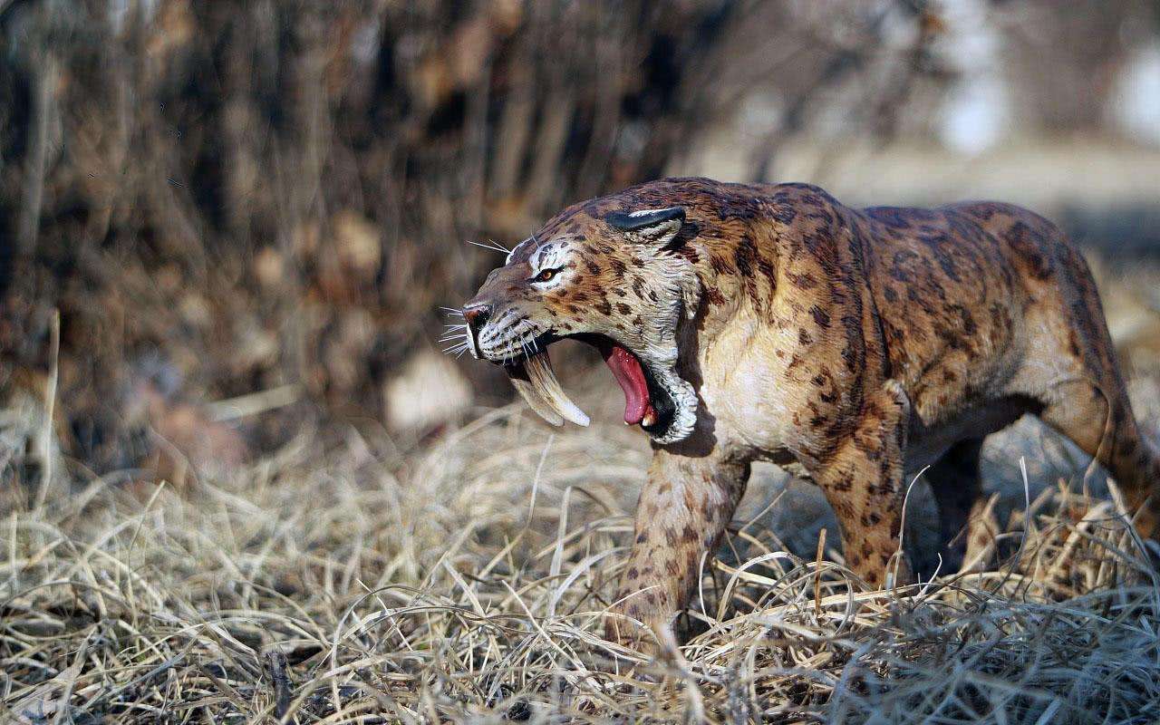 剑齿虎|只要在牛屁股上画眼睛，狮子就不敢攻击牛，这是怎么回事？