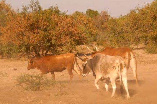 剑齿虎|只要在牛屁股上画眼睛，狮子就不敢攻击牛，这是怎么回事？