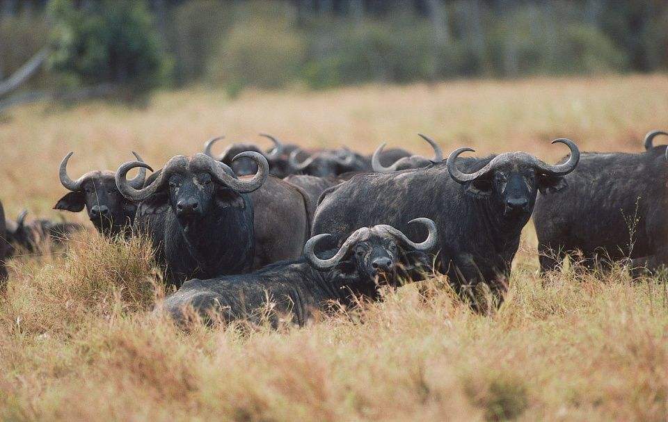 剑齿虎|只要在牛屁股上画眼睛，狮子就不敢攻击牛，这是怎么回事？