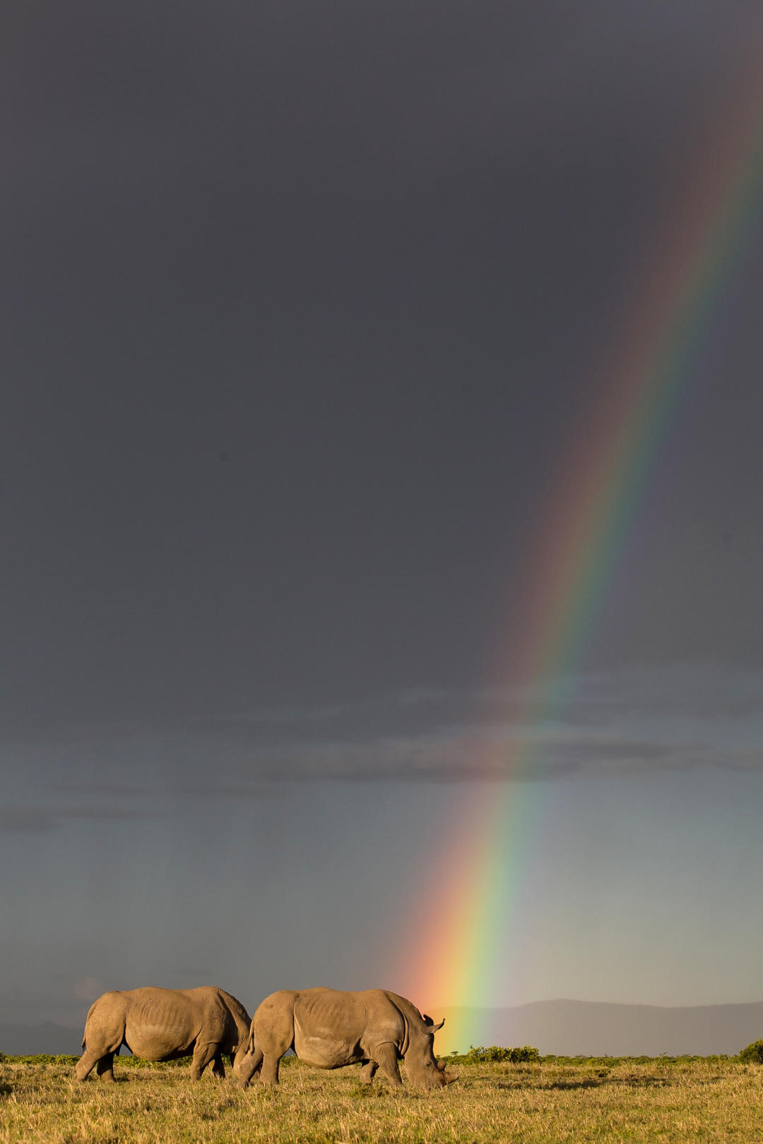 河马|肯尼亚长跑运动员训练遭河马袭击肋骨断四根，世界上最优秀的跑者，是拿命在训练！